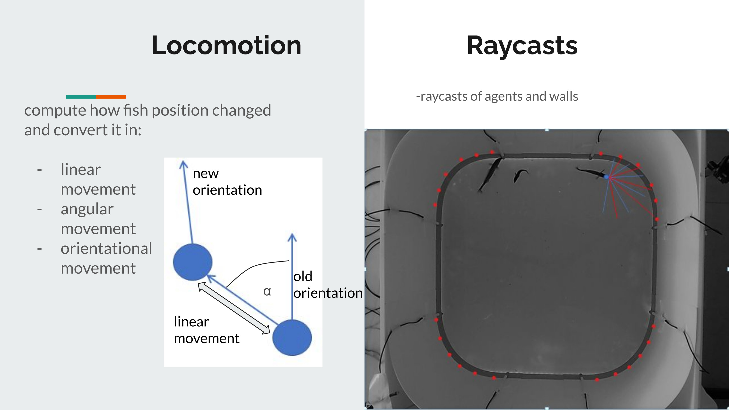 Learning of Locomotion Data of Elephant Fish